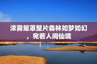 浓雾笼罩整片森林如梦如幻，宛若人间仙境